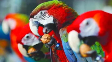 نزل التردد الجديد.. الموسيقى الاستوائية 2026 على Music Tropical